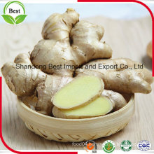 Hot Sale Old Air Dry Ginger